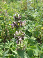 Stachys alpina