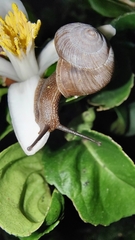 Ganesella saurivonga