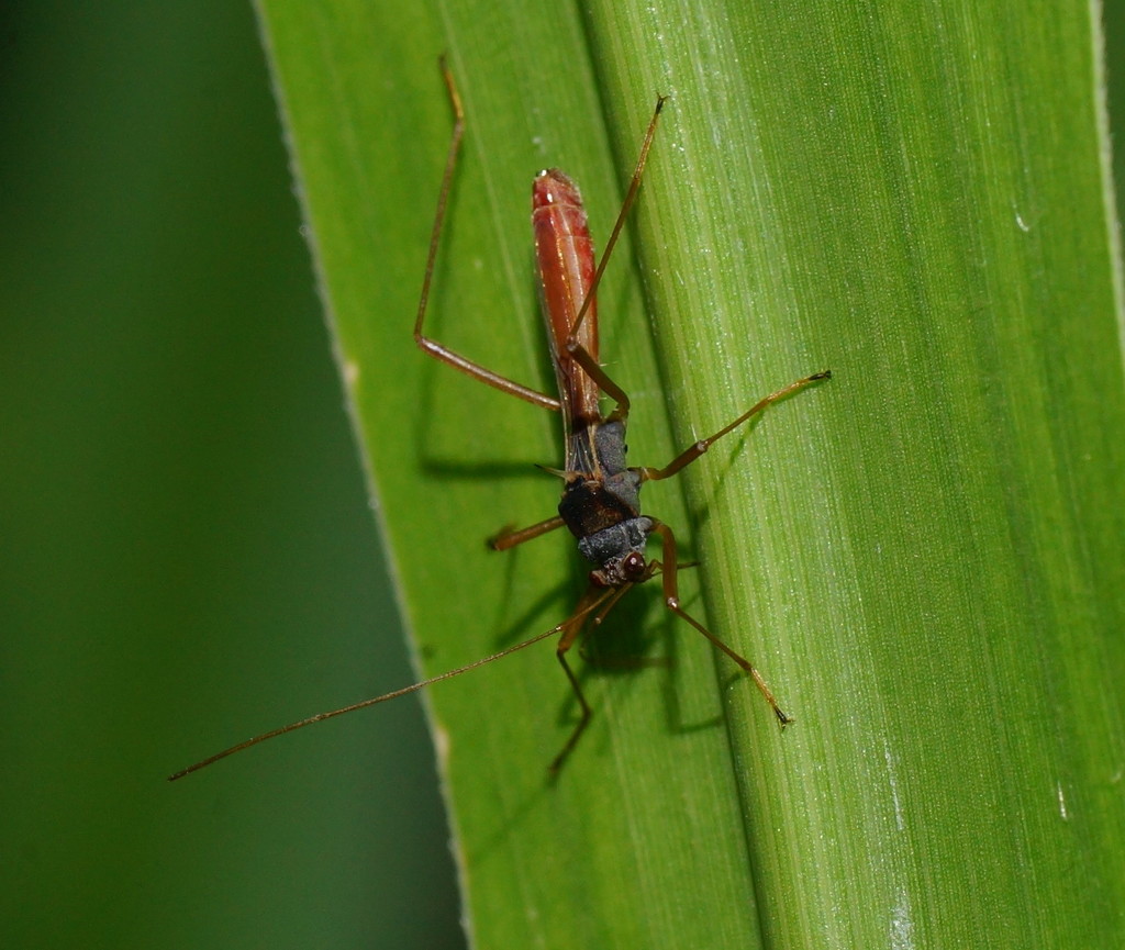 Linear Bug