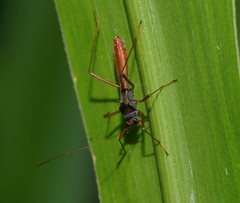 Phaenacantha australiae