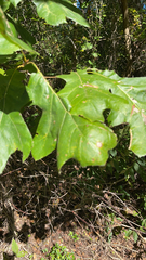 Quercus velutina