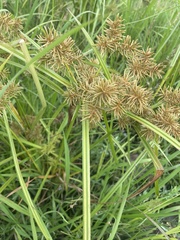 Cyperus odoratus
