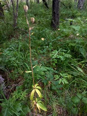 Lilium martagon pilosiusculum