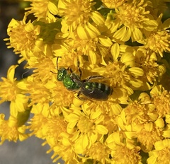 Agapostemon