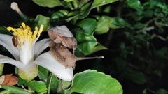 Ganesella saurivonga