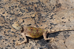 Agama anchietae