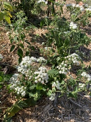 Ageratina