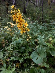 Ligularia sibirica