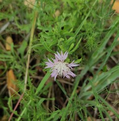 Centaurea aspera