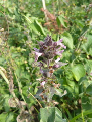 Stachys alpina