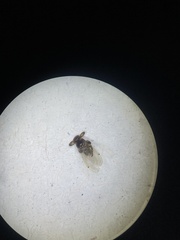 Lipoptena depressa