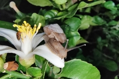 Ganesella saurivonga