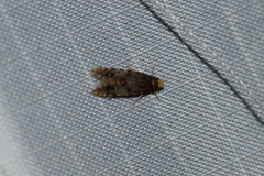 Homosetia marginimaculella