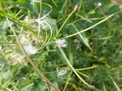 Epilobium obscurum