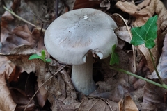Clitocybe nebularis