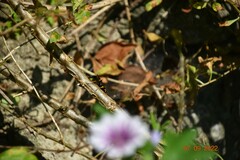 Sceliphron caementarium