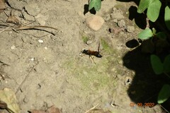 Sceliphron caementarium