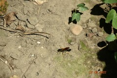 Sceliphron caementarium