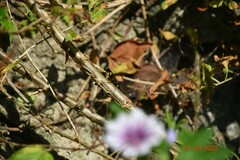 Sceliphron caementarium