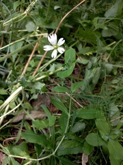 Cerastium davuricum
