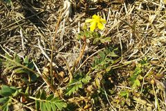 Sibbaldianthe bifurca