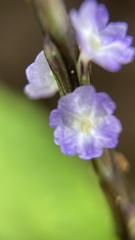 Stachytarpheta cayennensis