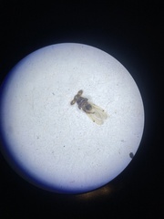 Lipoptena depressa