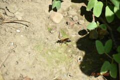 Sceliphron caementarium