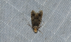 Homosetia marginimaculella