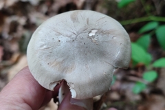 Clitocybe nebularis
