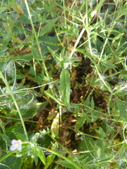 Epilobium obscurum