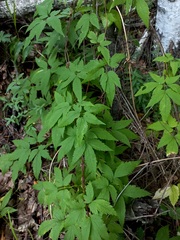 Clematis alpina sibirica