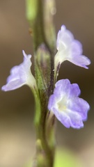Stachytarpheta cayennensis