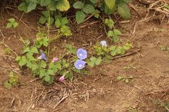 Ipomoea hederacea