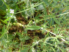 Epilobium obscurum