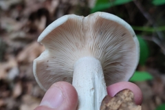 Clitocybe nebularis