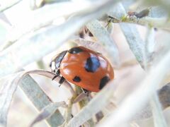 Coccinella magnifica
