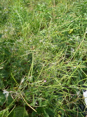 Epilobium obscurum