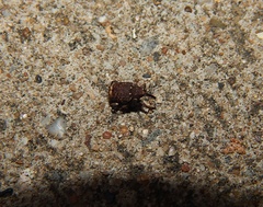 Conotrachelus posticatus