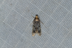 Homosetia marginimaculella