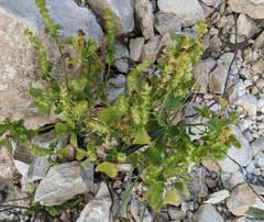 Acalypha ostryifolia