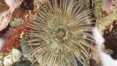 Anthopleura michaelseni