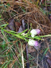 Polygala sanguinea