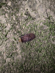 Penthicodes atomaria