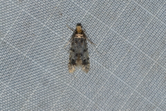 Homosetia marginimaculella