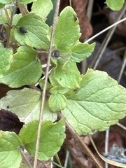 Clinopodium douglasii