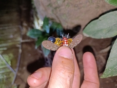 Penthicodes atomaria