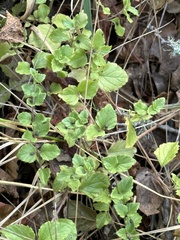 Clinopodium douglasii