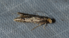 Homosetia marginimaculella