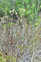 Peucedanum alsaticum